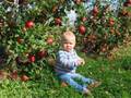 Lidia At The Apple Orchard
