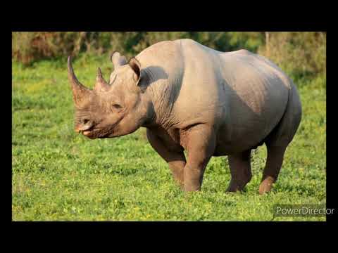 Animals/Animale engleză-română (nivel începători)