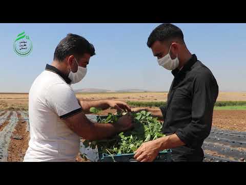 تقرير عن مشروع زراعة الفراولة في عفرين