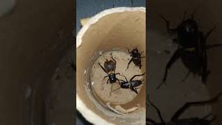 Download lagu Jangkrik aduan jangktik master jangkrik pengusir tikus mp3