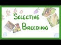 GCSE Biology - Selective Breeding  #77