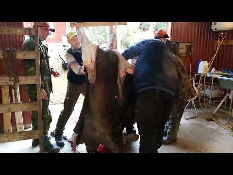 Älgjakt i Föne 2024 Natur på olika Älgpass