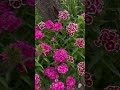 My sweet williams (dianthus) are showing off! 🌸😍