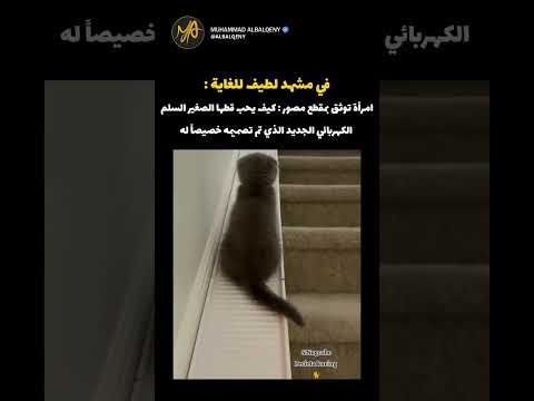ردة فعل قطي الصغير عندما يقوم باستخدام السلم #قطط #ضحك