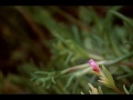 The Promise Ring - Wake Up April