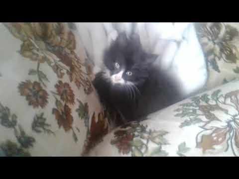 Darion is a message from the top top five years and a little bit of this week