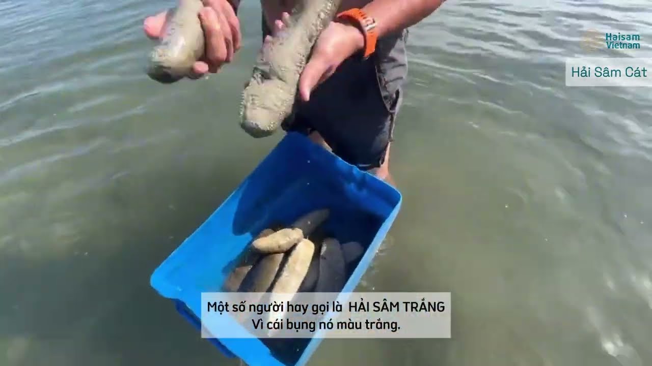 VÙNG NGUYÊN LIỆU HẢI SÂM CÁT