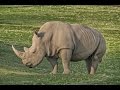 San Diego Zoo Kids Rhino Crash Course