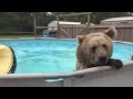 Bear Enjoying Himself In The Pool