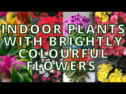 , title : '15 Best Indoor Plants that gives beautiful Flowers too | Indoor plants that bloom'