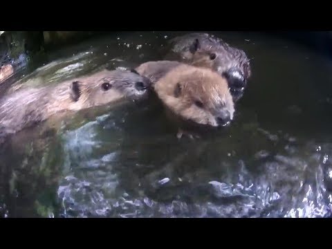 Cute Corner - Baby Beaver Doesn't Want to Go to Bed