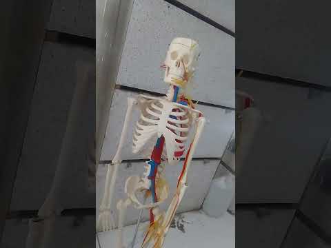 Human Skeleton Model