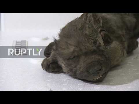 RUPTLY: Wolf or dog 18,000 year old canine mummy presented in NEFU