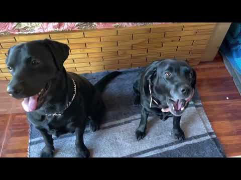 Patthar Mella at Dhami. God have power just need to believe