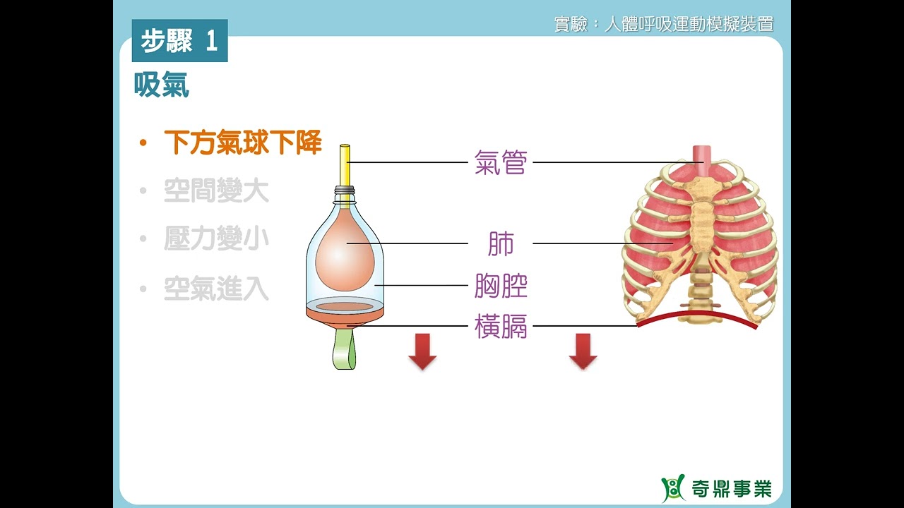 單元5：人體呼吸運動模擬裝置