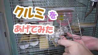 大豆(1F)と小豆(3F)にクルミをあげてみた