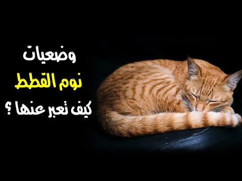 وضعيات نوم القطط كيف تعبر عنها ؟