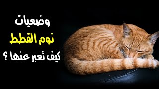 وضعيات نوم القطط كيف تعبر عنها ؟