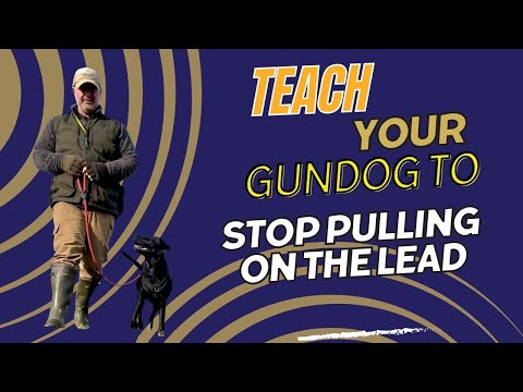 Teach Your Gundog To Stop Pulling On The Lead