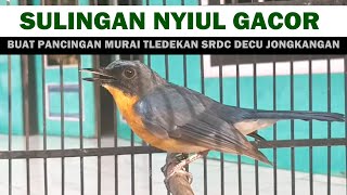 Download lagu Suara TLEDEKAN Gunung Nyiul GACOR Pancingan Murai Batu SRDC jongkangan DECU kacer TROTOL agar bunyi mp3