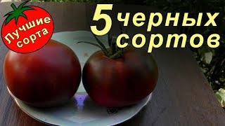 Сроки созревания