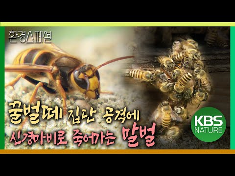 , title : '꿀벌떼 집단 공격에 신경마비로 죽어가는 말벌  [환경스페셜-하늘이 벌 주셨네] / KBS 20090923 방송'