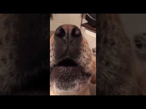 Dog hits perfect harmony with "I Will Always Love You".