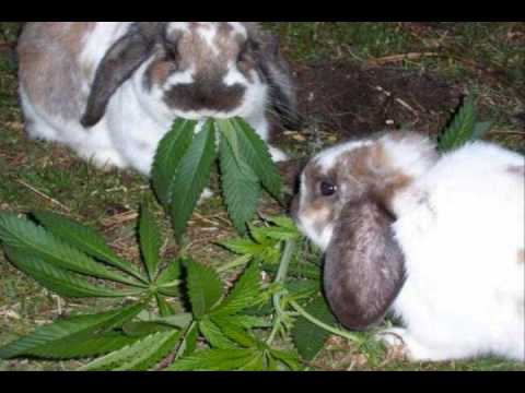 sander van doorn vs deadmau5(pinky & the brain mash up)