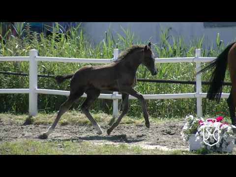 NF225 Stutfohlen von Balou du Rouet - Clearway - Contender