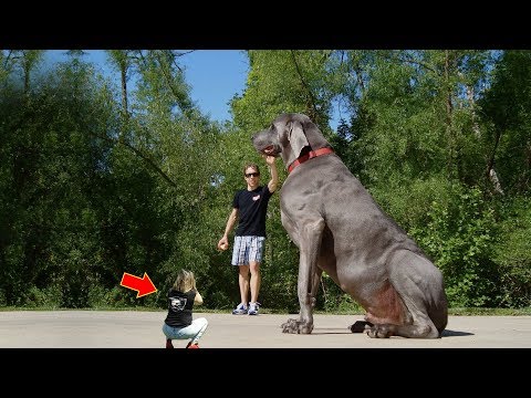 7 Abnormally Large And Dangerous Dogs In The World
