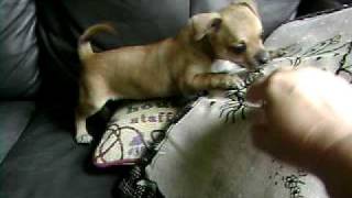 preview picture of video 'Chihuahua Fawn Puppy Too Cute- Chi Angel JAZZ'