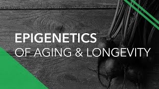 Epigenetics Of Aging &amp; Longevity