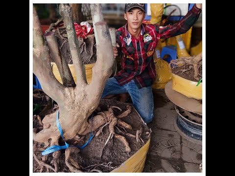 Mai vàng giá rẻ ngày 13/11 chú sáu sđt 0775812944