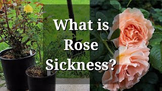 What is Rose Sickness? (Specific Replant Disease)