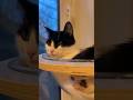 My Tuxedo Cat Kitten Relaxing In Her Clear Plastic Bowl Cat Tree