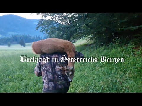 Rehbockjagd in den Bergen Österreichs