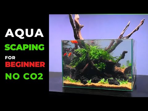 How To Build Aquacaping For Beginners New 2024 (Step-by-Step Aquascape Tutorial)