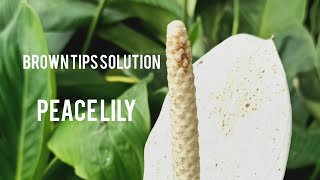 Brown tips solution | Peace Lily