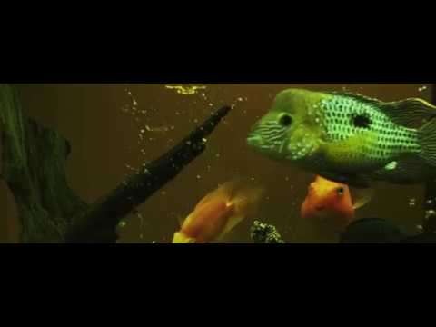 Ares - Rockxana feat. Super ED (Official Video)