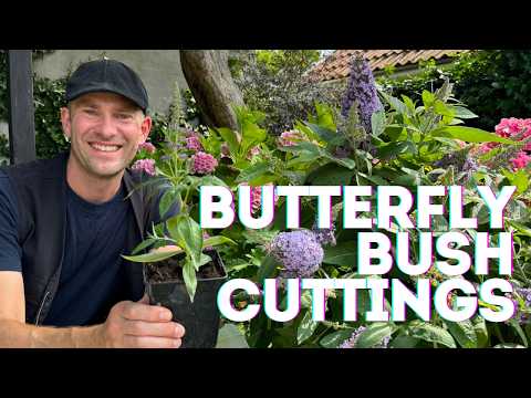 Butterfly Bush Propagation with Cuttings: Easy & Free Plants | Perennial Garden