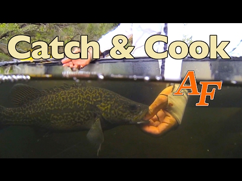 Catch n Cook Bass fishing EP.348