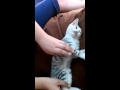 Котик проснись! 