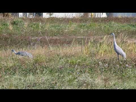 A pair of Great Blue Herons, at Clublands in Antioch