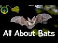 Bat Life Cycle All About Bats