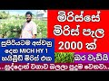 Chilli Cultivation In Sri Lanka Mirissa Tourist Zone 2000 Of Hybrid Chilli Plants Ready For Harvest