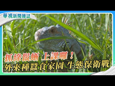 抓綠鬣蜥 上課囉！外來種蠶食家園 生態保衛戰｜華視新聞雜誌