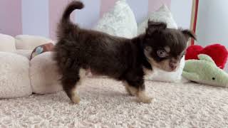 チワワ（ロング）の動画01