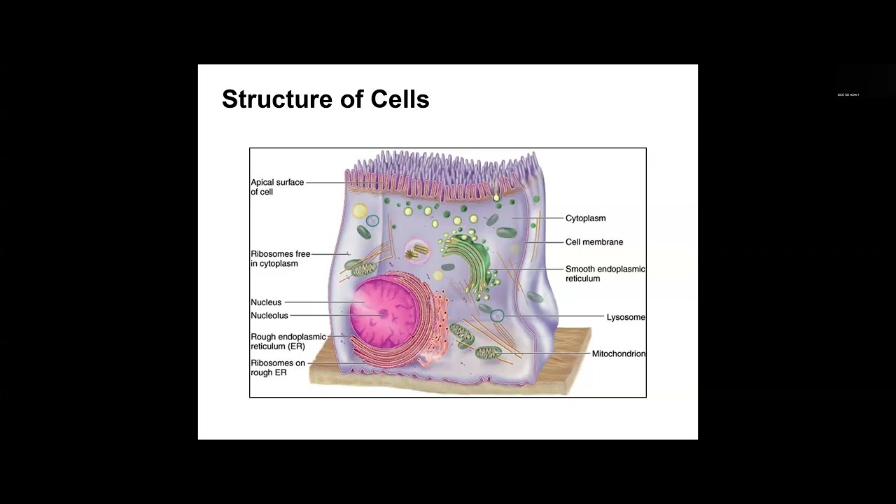 Mastering Medical Terminology Chapter 3: Body Organization and Anatomical Terminology