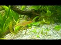 Dianema urostriatum Dianema urostriatum