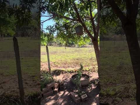 Fauna viva em Caldazinha Goiás